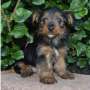 yorkshire terrier for free adoption