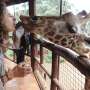 Kenya Highlights - 4 Star Luxury Safari